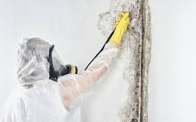 Mold Odor Removal Services in Redland, AL